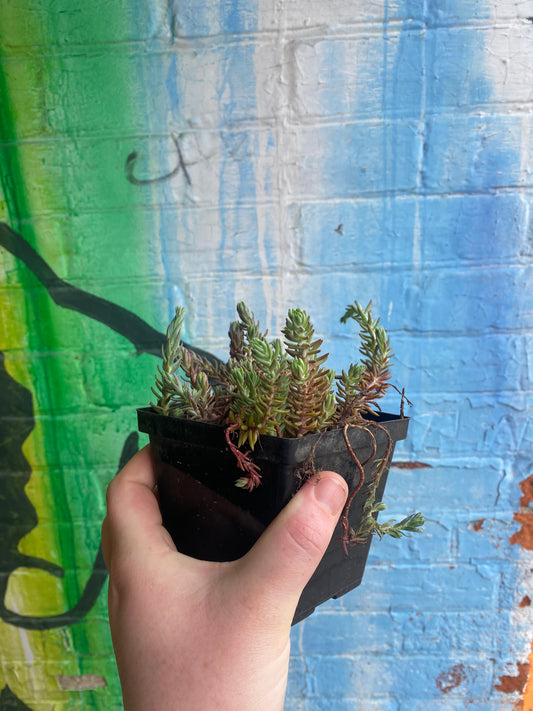 4" Jenny's Stonecrop | Petrosedum rupestre