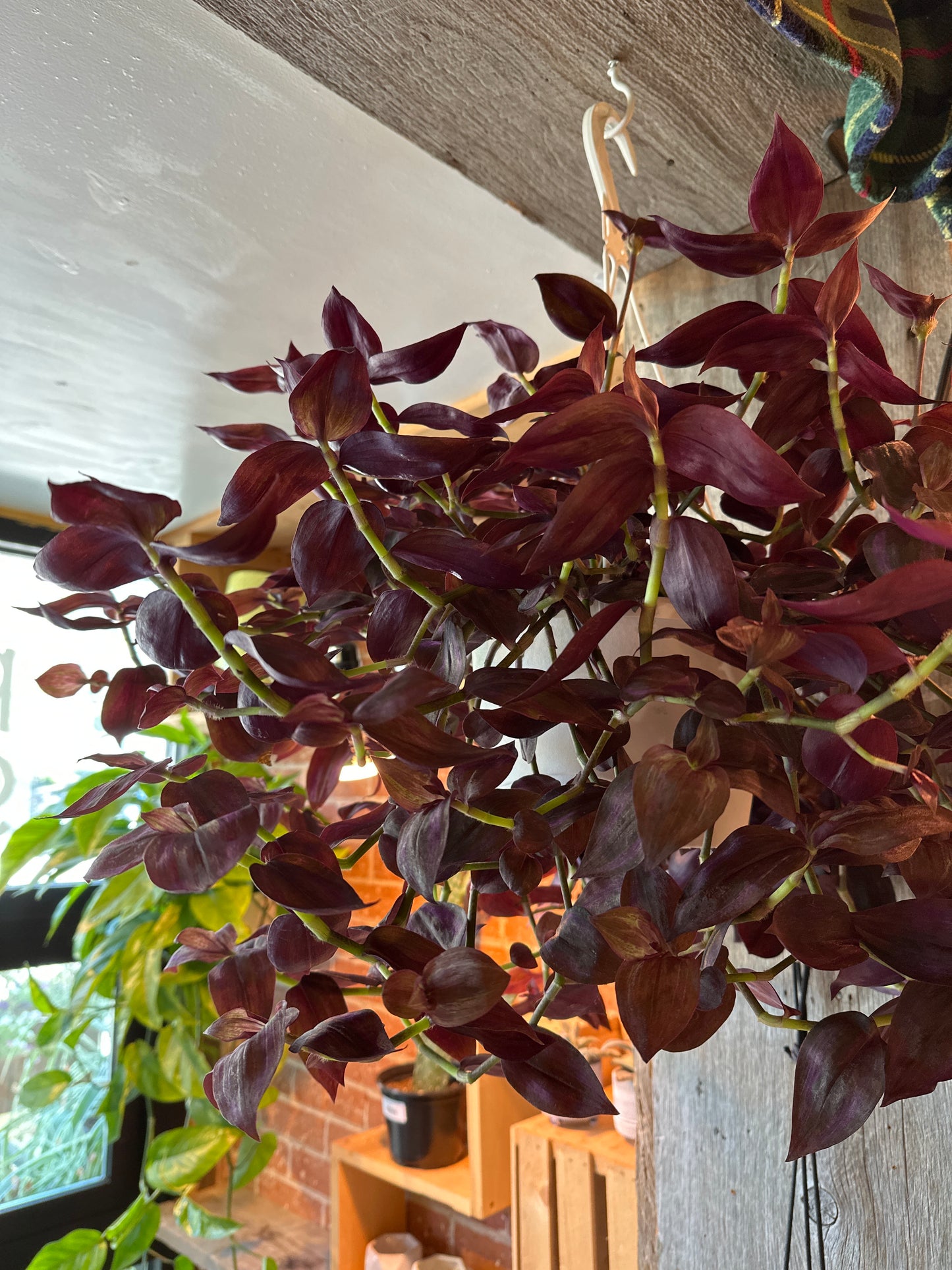 8" Tradescantia Purpusii Hanging Basket