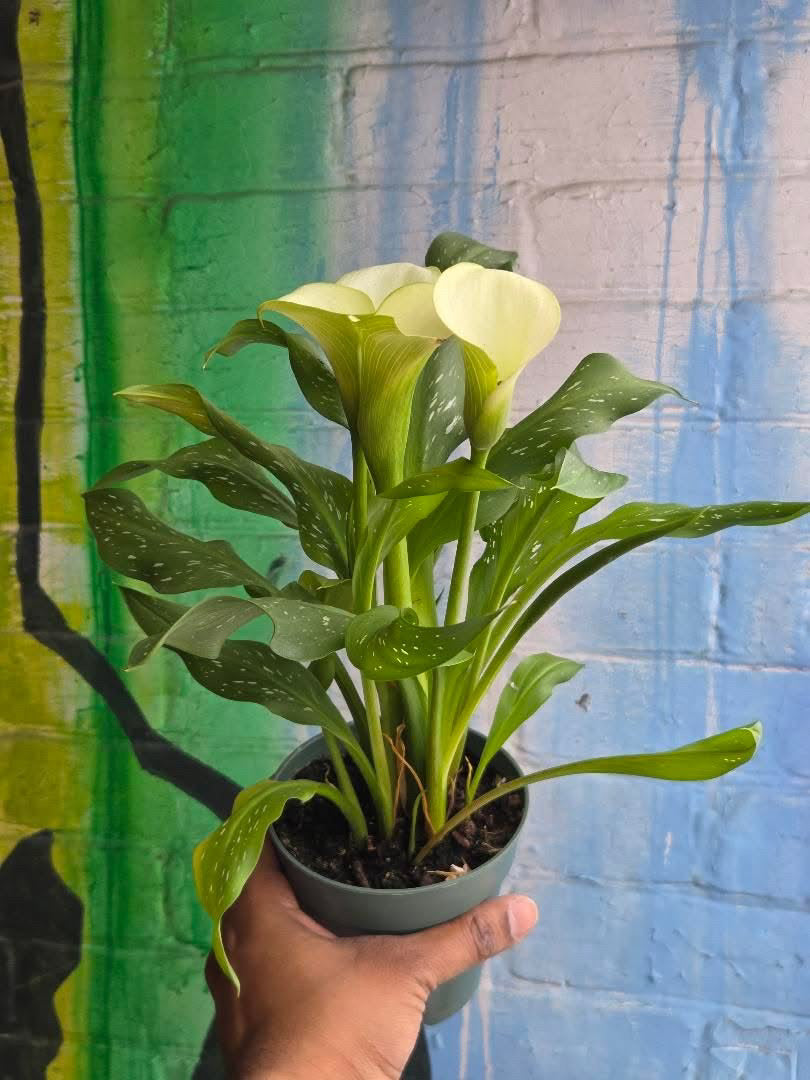 4” Calla Lily