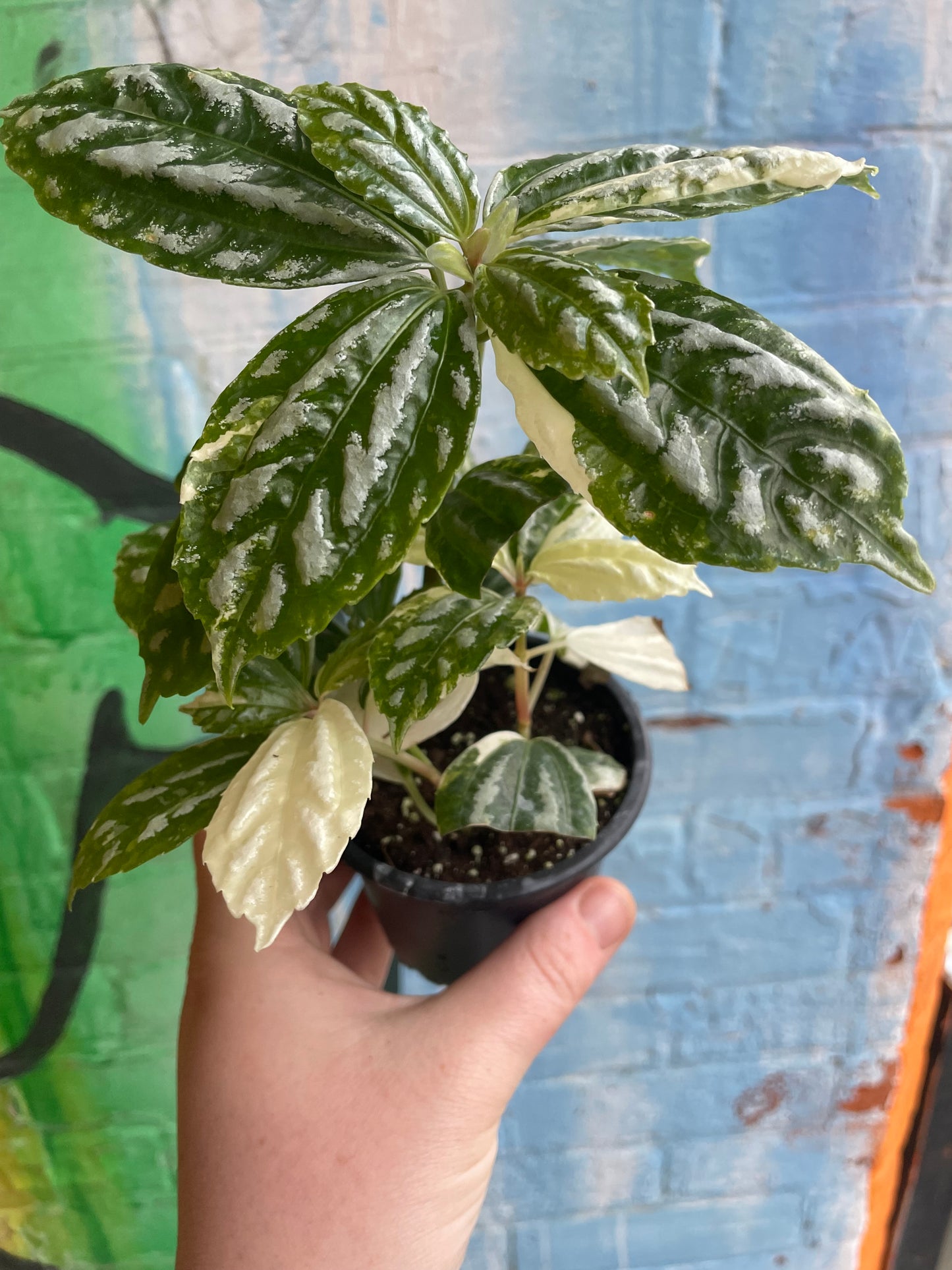 3.5" Variegated Pilea Aluminum