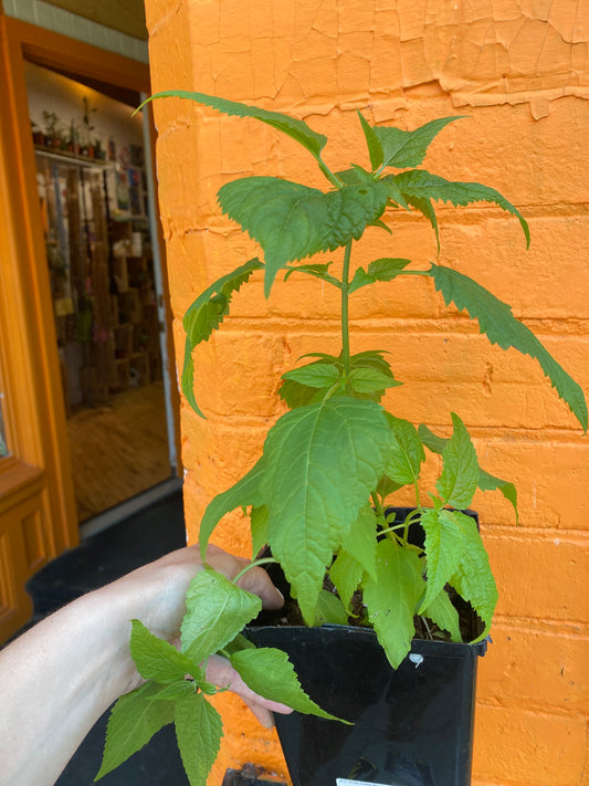 6.5" White Snake Root | Ageratina altissima