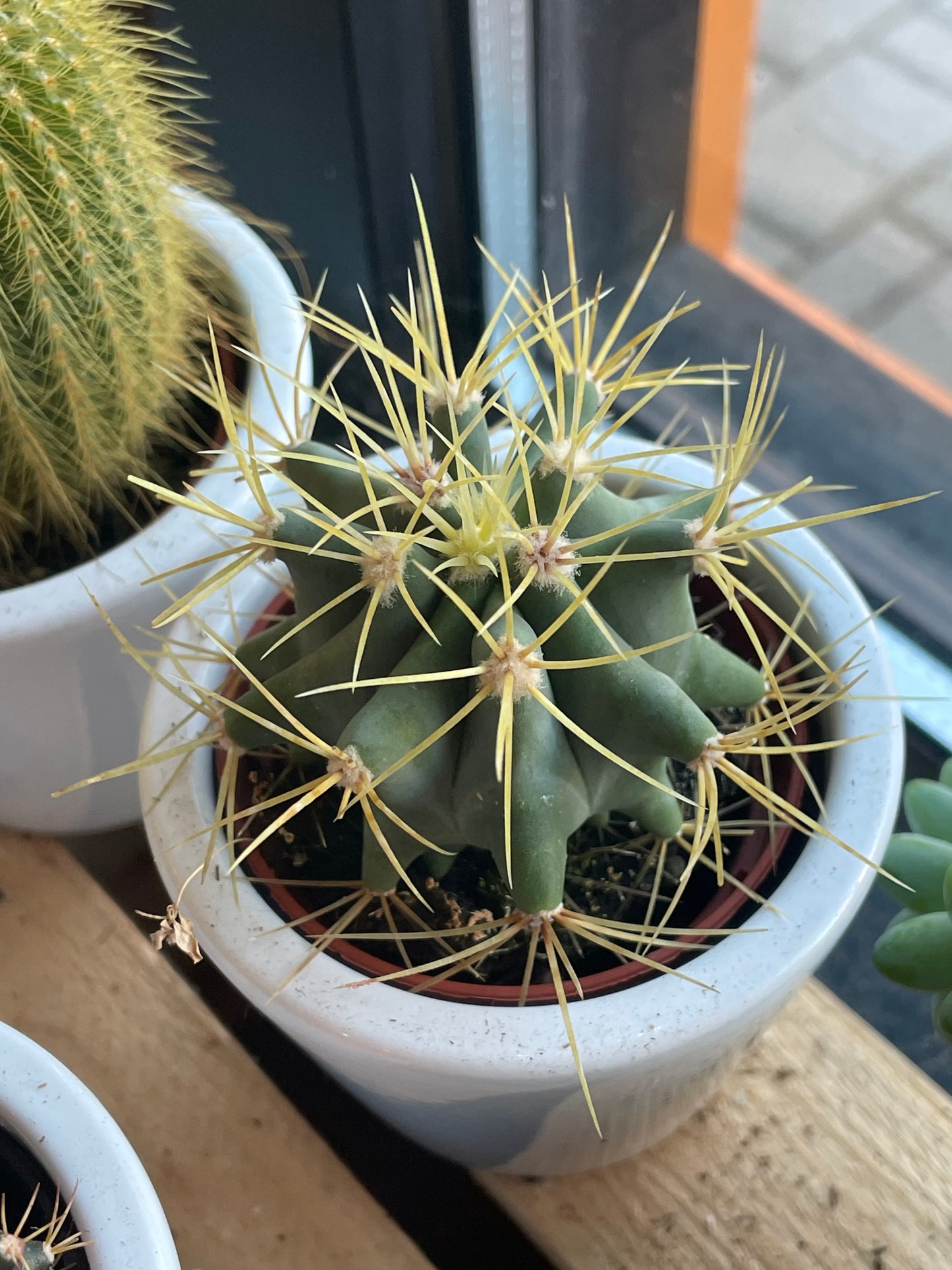 2.5” Ferocactus Glaucesens