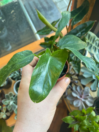 2.5" Philodendron Golden Dragon