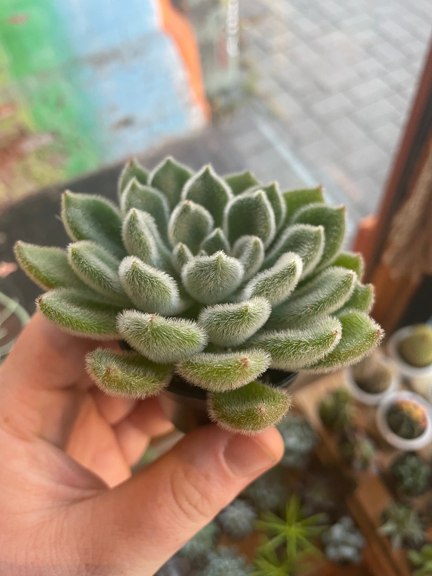 2.5" Echeveria Doris Taylor