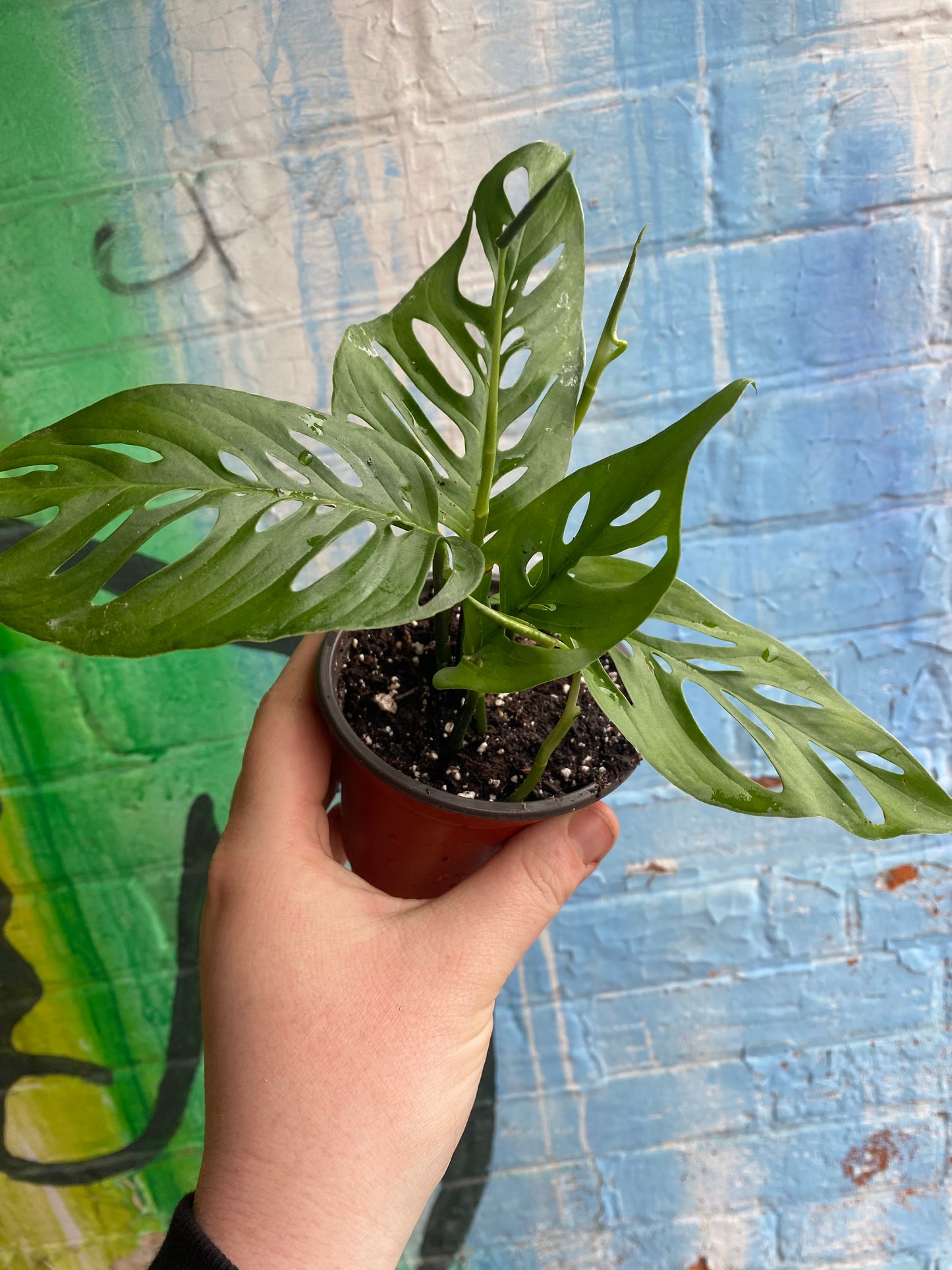 4” Monstera Adansonii