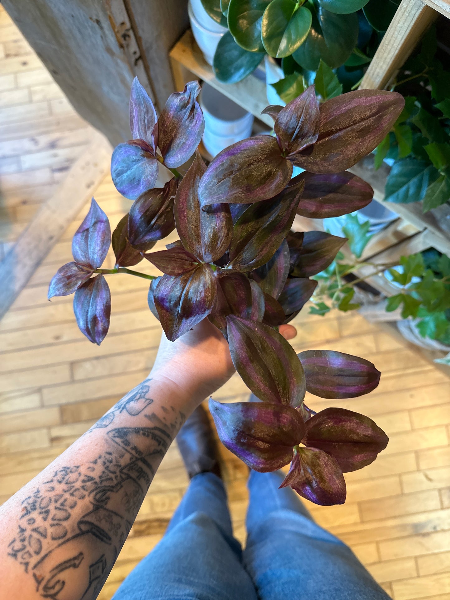 3.5" Tradescantia Purpusii