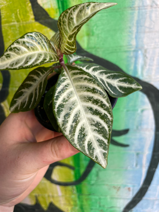 4" Aphelandra Snowflake | Zebra Plant