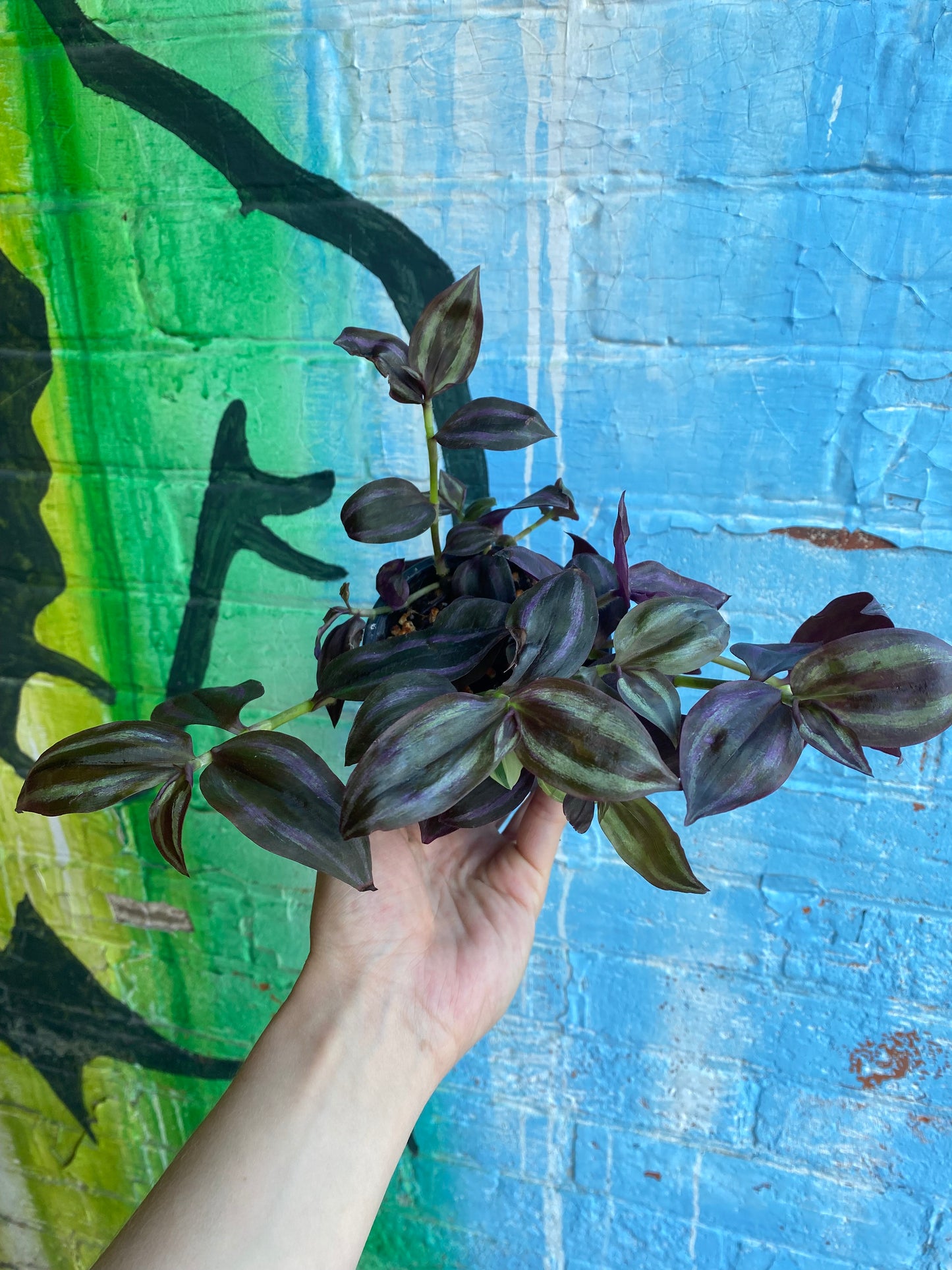 3.5" Tradescantia Zebrina Purpusii
