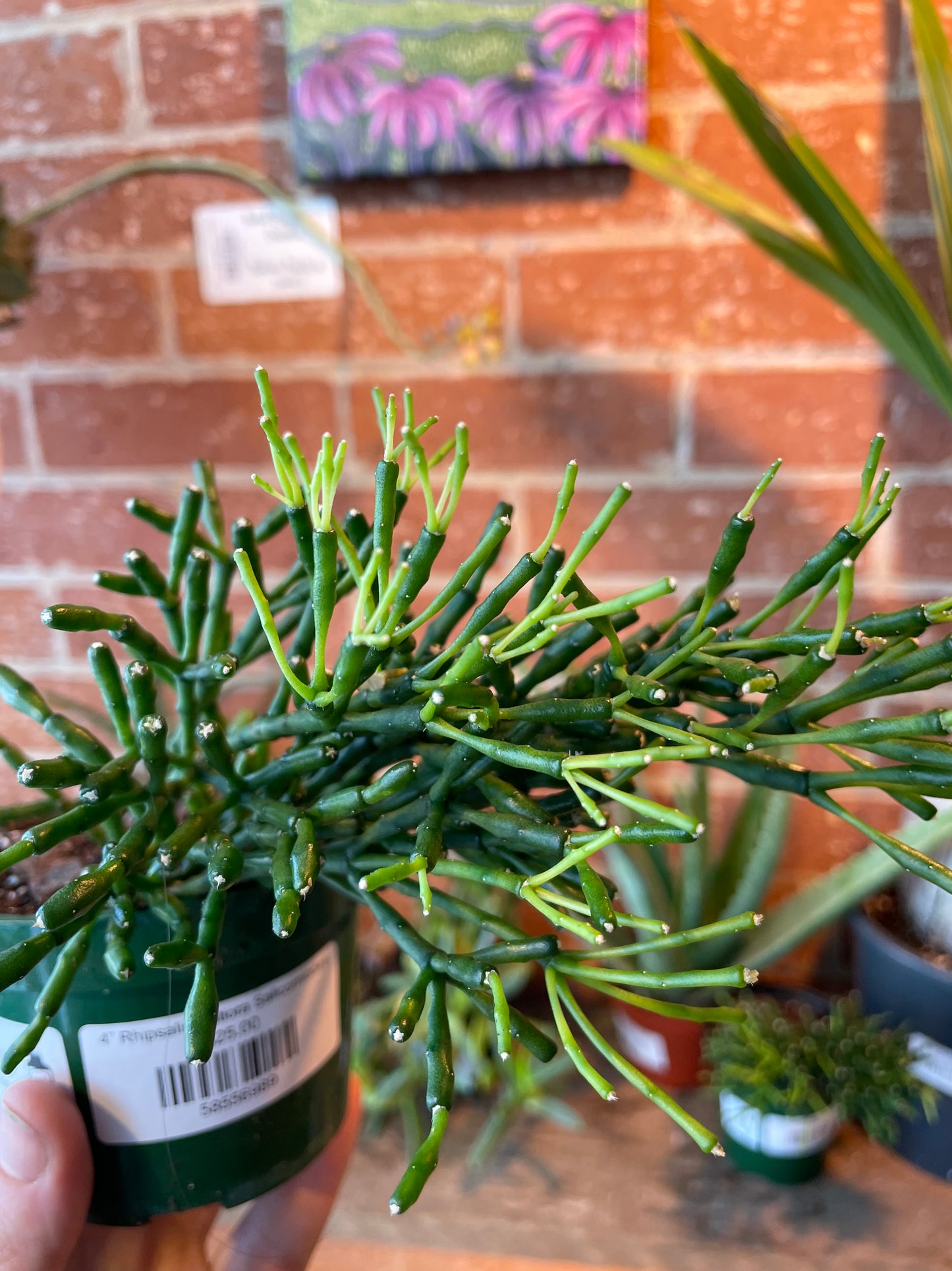 4” Rhipsalis Hatiora Salicorniodes