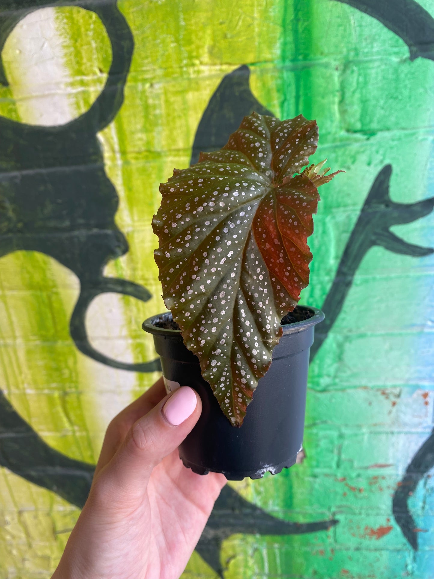 3.5" Begonia leucerna Small