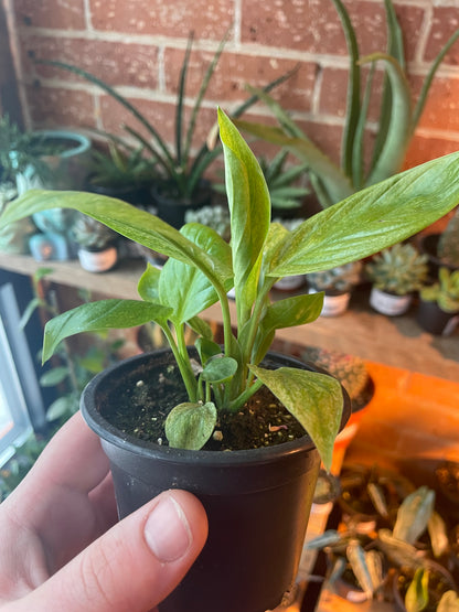 3.5" Spathiphyllum Mojo Variegated