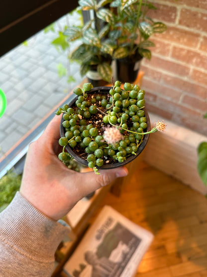 3.5" String Of Pearls