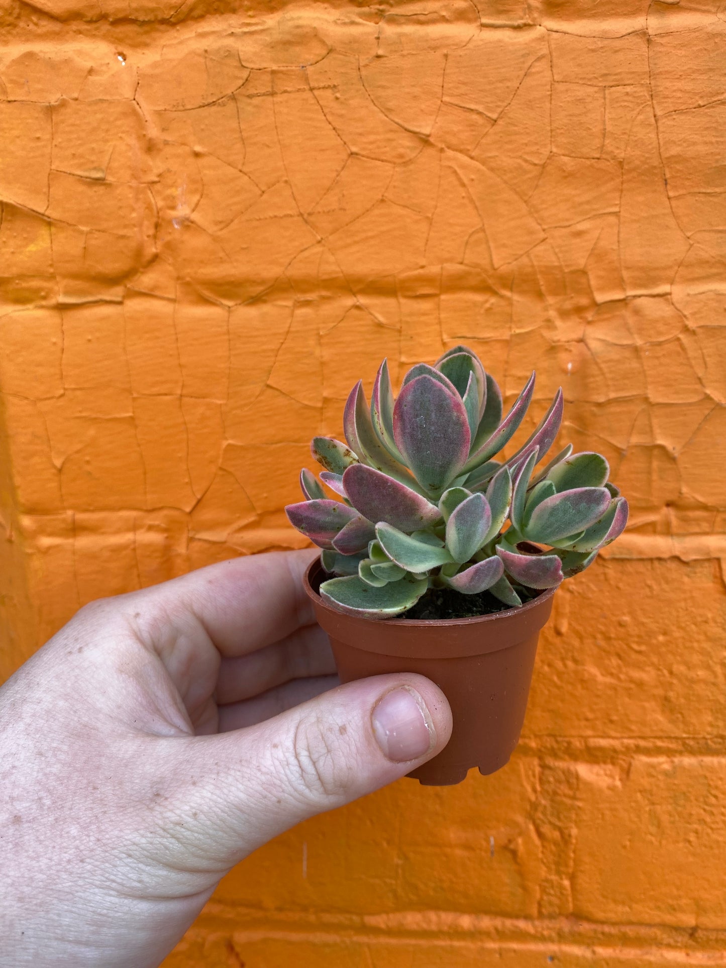 2.5" Crassula Swaziensis Variegata