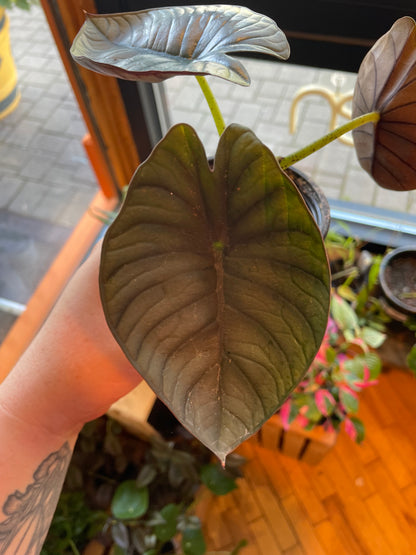 3.5 Alocasia Nebula Imperialis