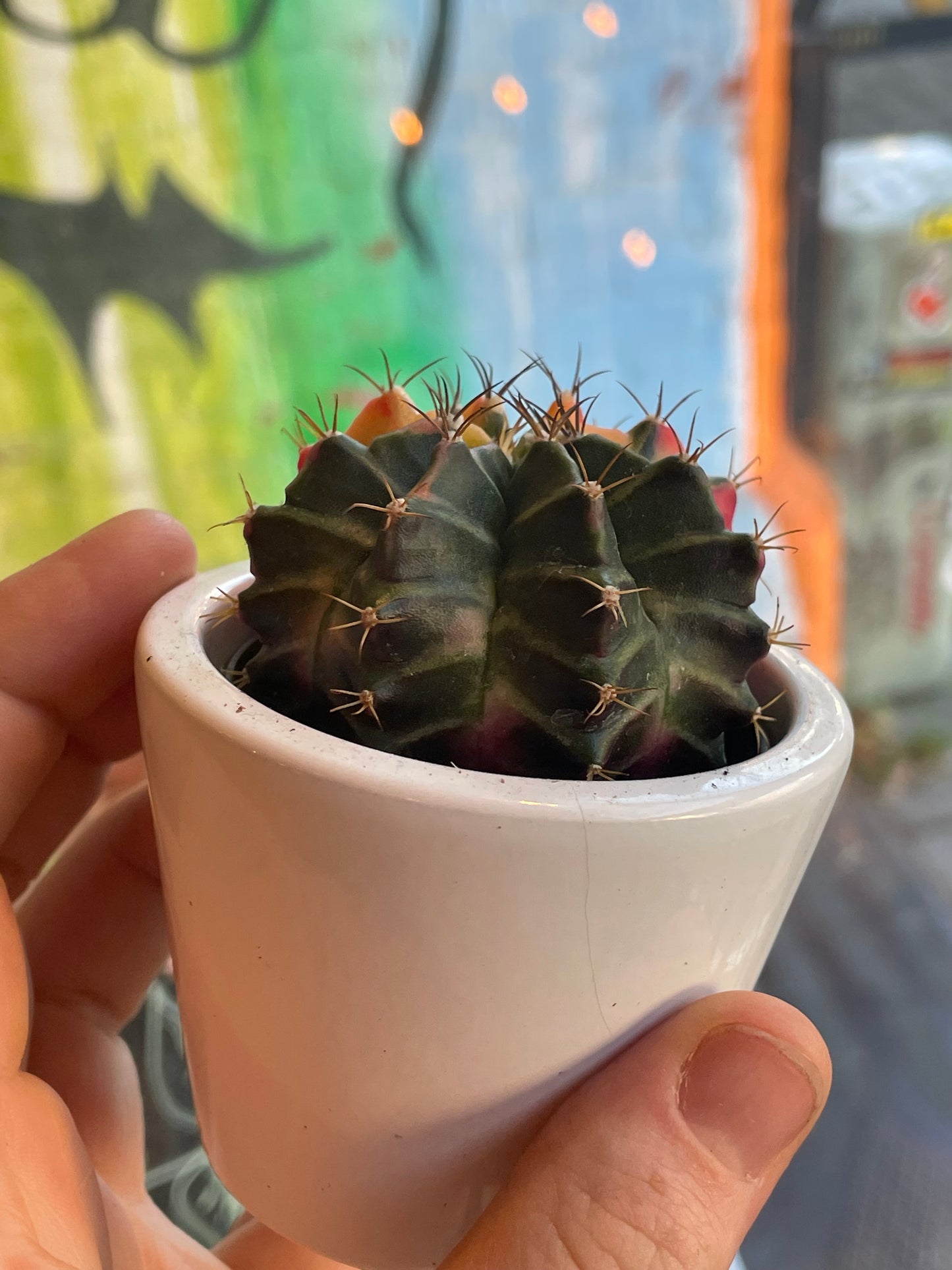 3" Gymnocalycium Mihanovichii Moon Cactus