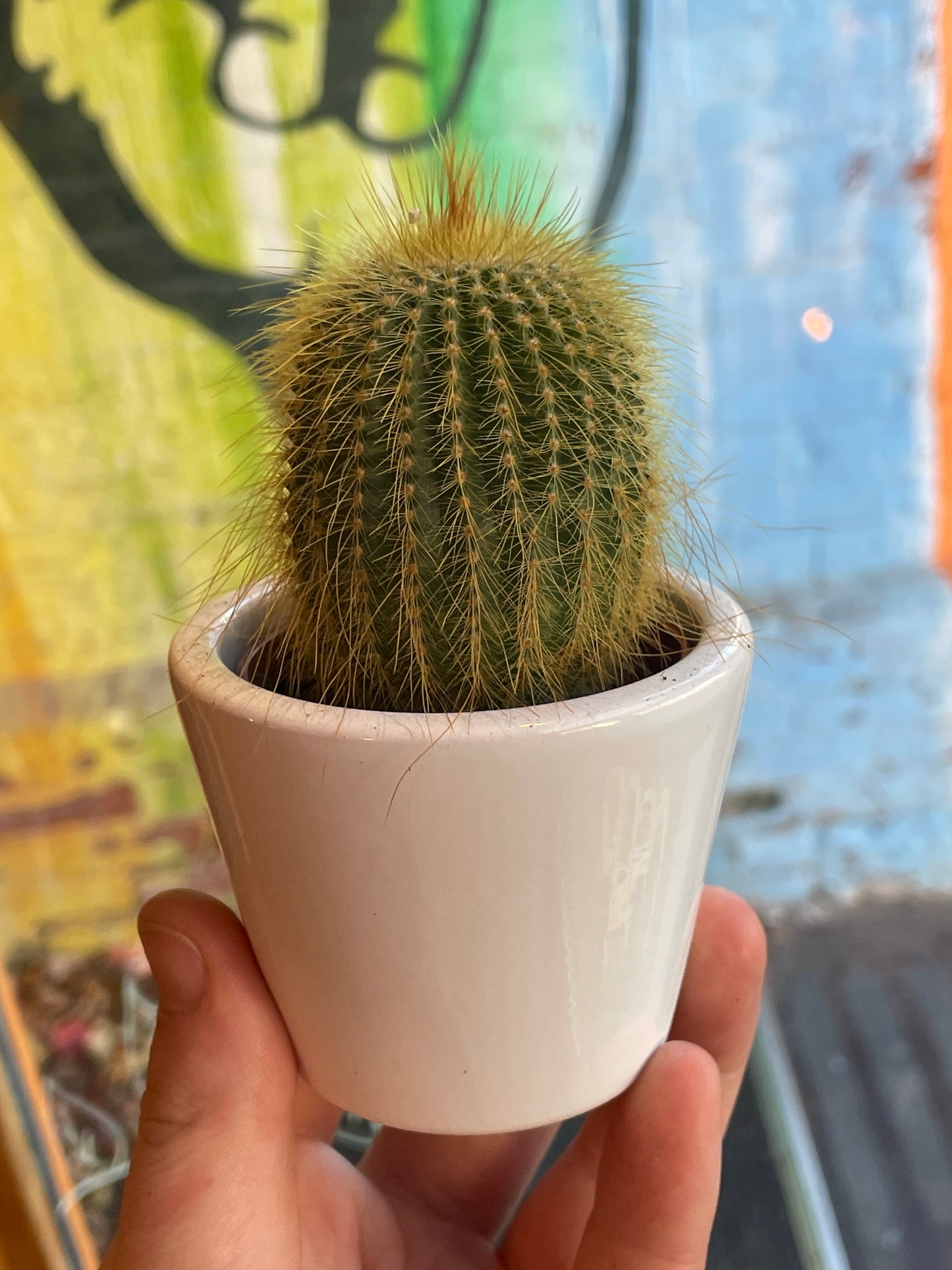 2.5” Parodia Leninghausii Cactus