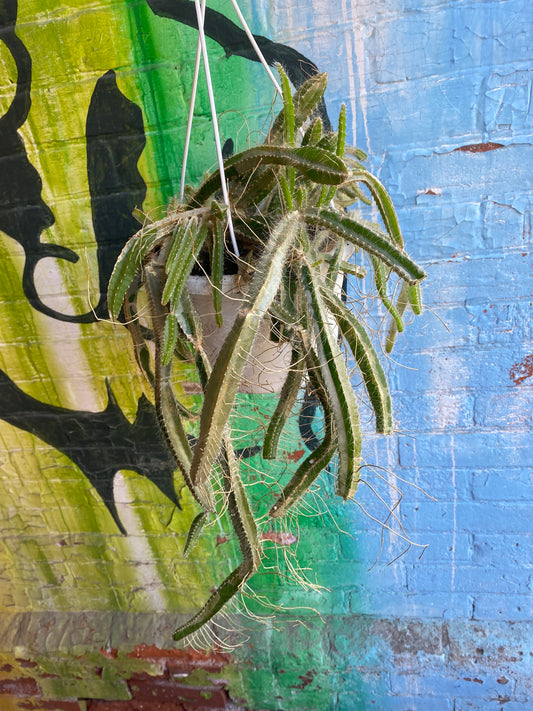 8" Dragon Fruit Hanging Basket