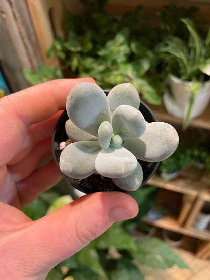 2.5” Pachyphytum Oviferum