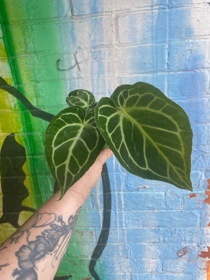 4” Anthurium Crystalinum Turtle