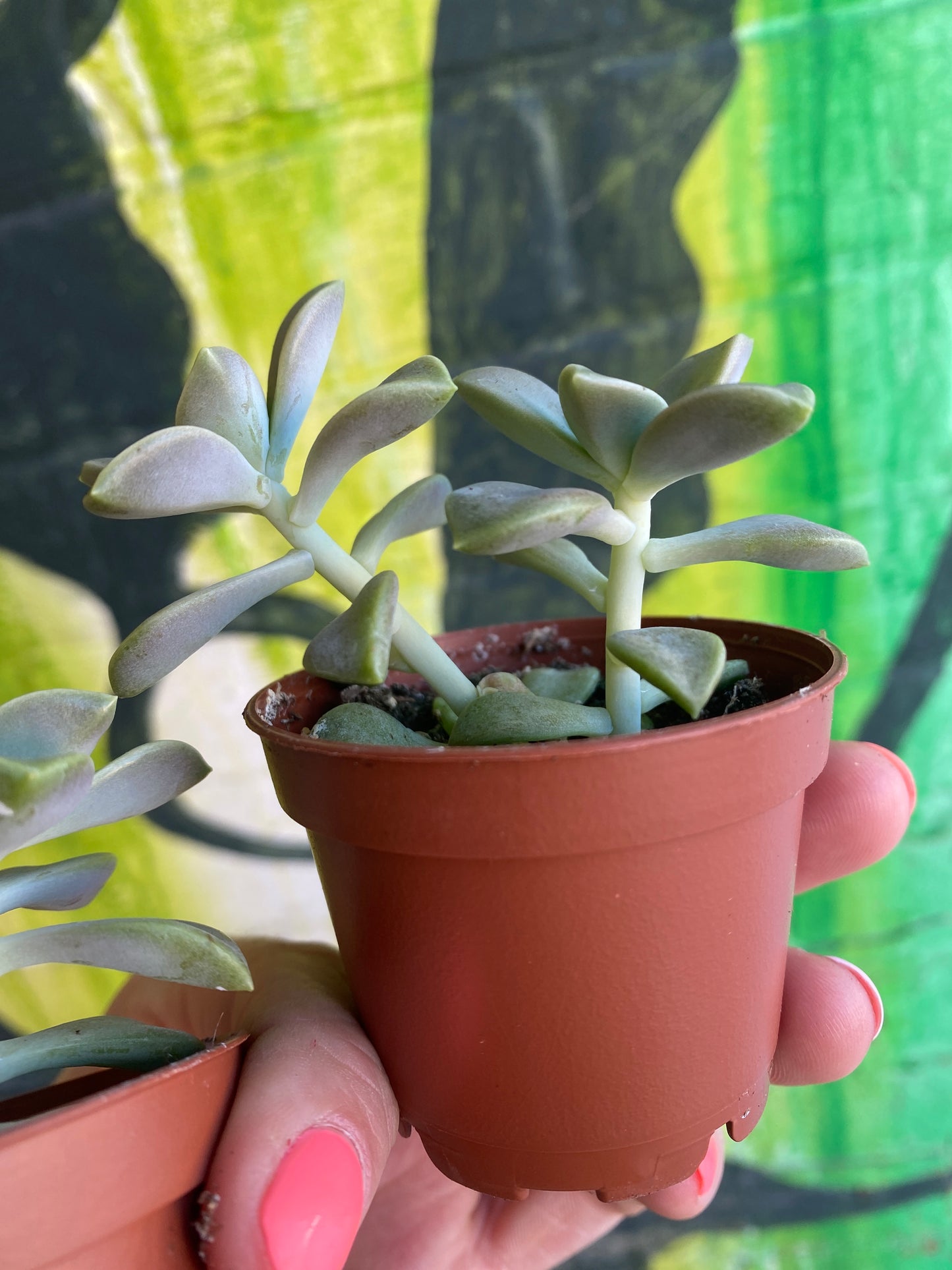 2.5” Graptopetalum Paraguayense | Ghost Plant
