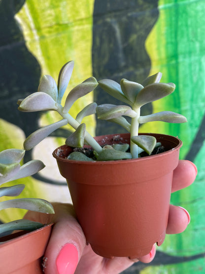 2.5” Graptopetalum Paraguayense | Ghost Plant