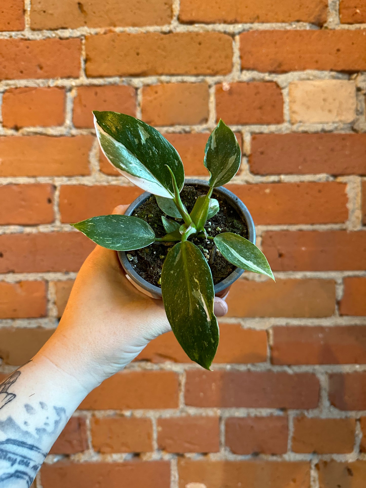 4" Philodendron White Princess