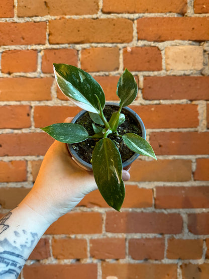 4" Philodendron White Princess