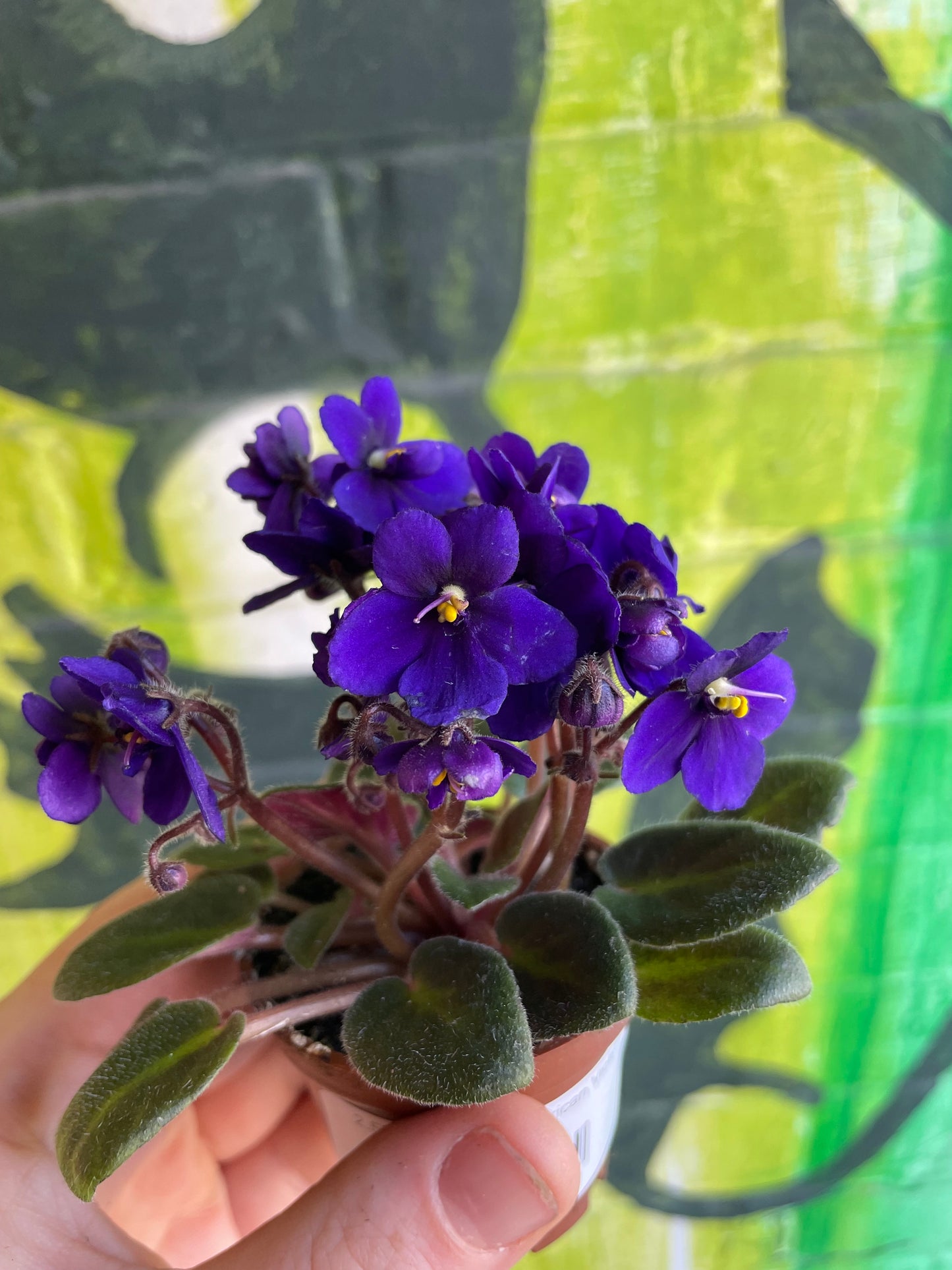 2.5" Saintpaulia | African Violet