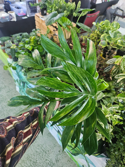 7" Variegated Rhaphidophora Decursiva