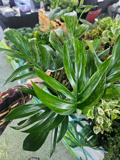 7" Variegated Rhaphidophora Decursiva