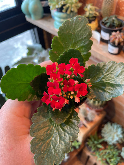 2.5" Kalanchoe Blossfeldiana