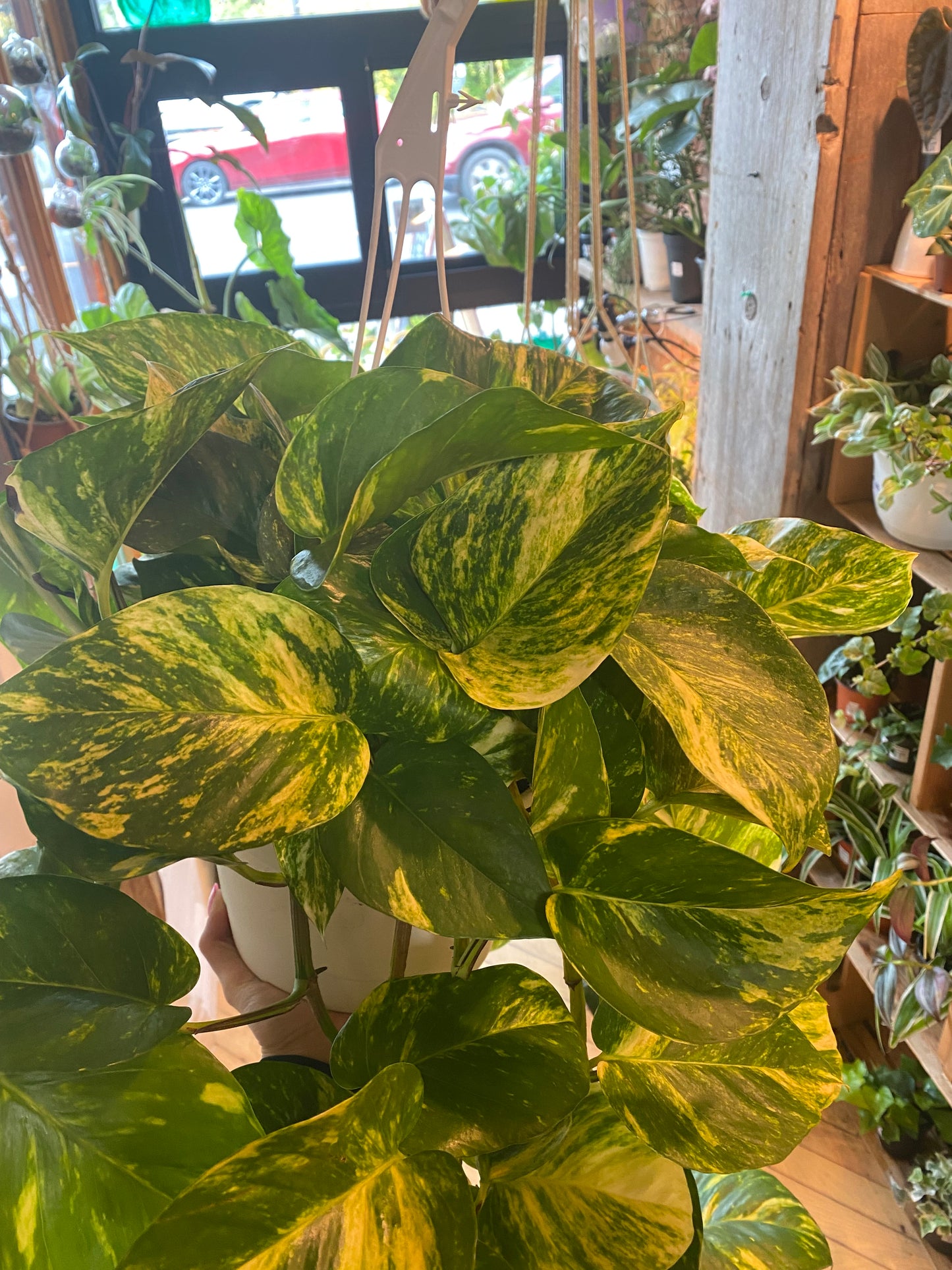 8" Hawaiian Pothos Hanging Basket