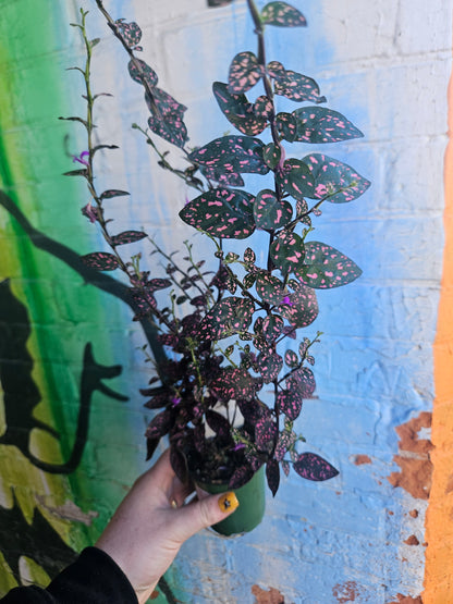 3.5" Polka Dot Plant | Pink