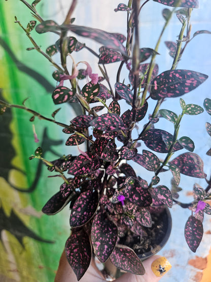 3.5" Polka Dot Plant | Pink