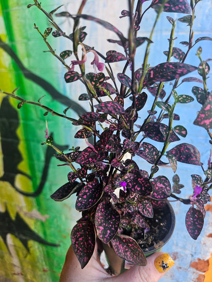 3.5" Polka Dot Plant | Pink