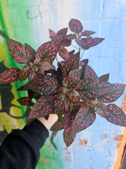 3.5" Polka Dot Plant |Red