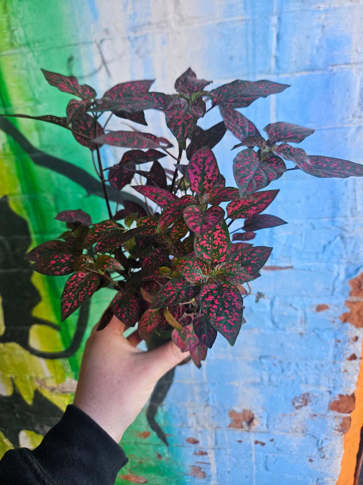 3.5" Polka Dot Plant |Red