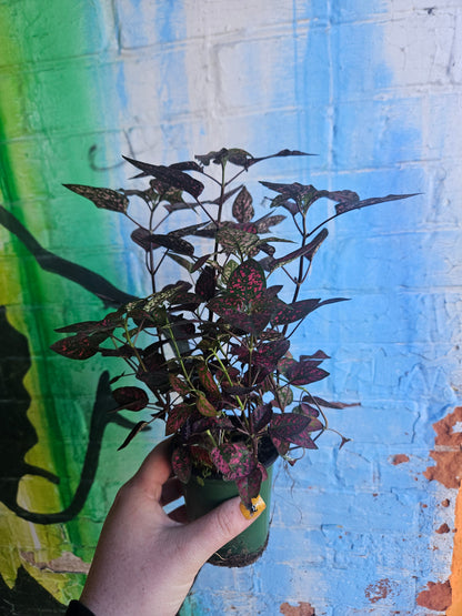 3.5" Polka Dot Plant |Red