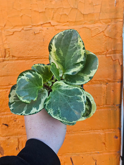 4" Peperomia Obtusifolia Variegata