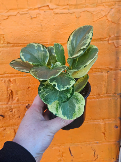 4" Peperomia Obtusifolia Variegata
