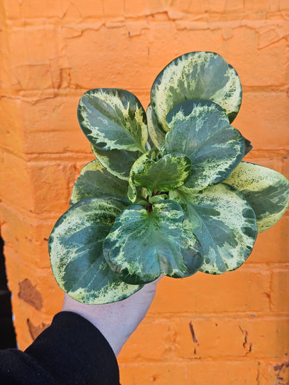 4" Peperomia Obtusifolia Variegata