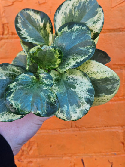 4" Peperomia Obtusifolia Variegata