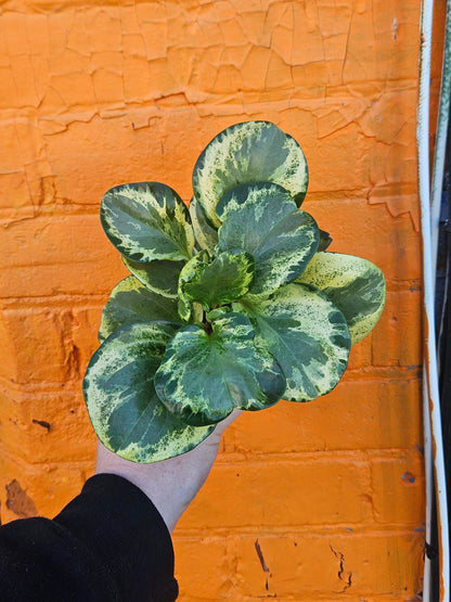 4" Peperomia Obtusifolia Variegata