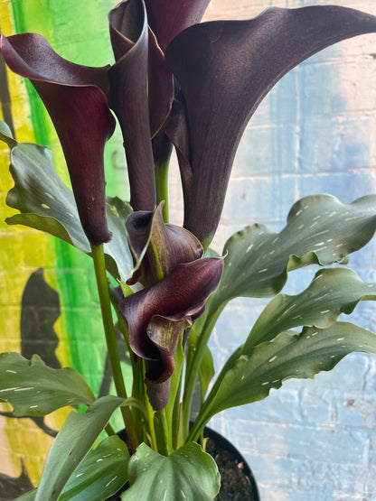 5" Black Calla Lily