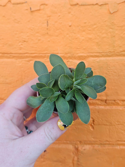 2.5" Crassula Swaziensis
