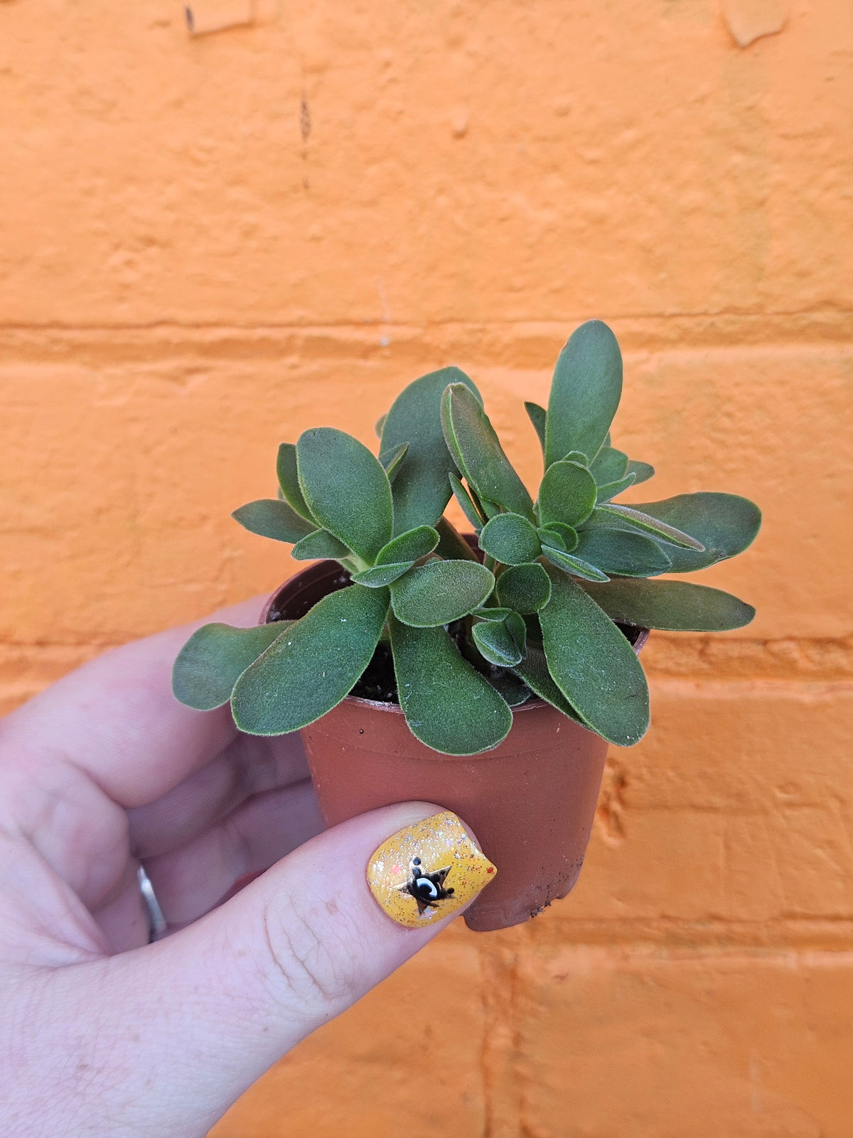 2.5" Crassula Swaziensis