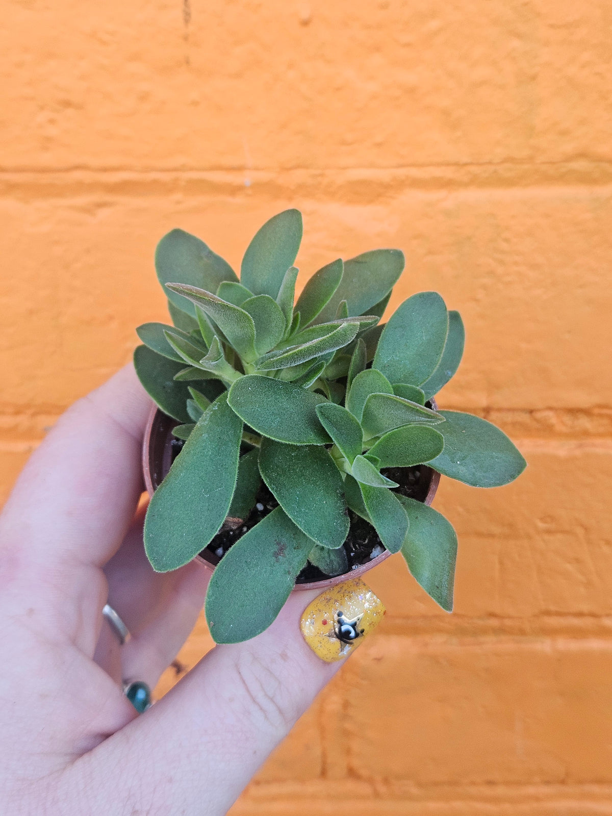 2.5" Crassula Swaziensis