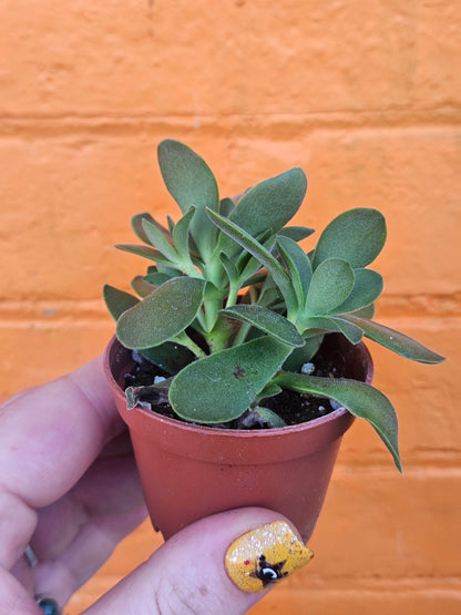 2.5" Crassula Swaziensis