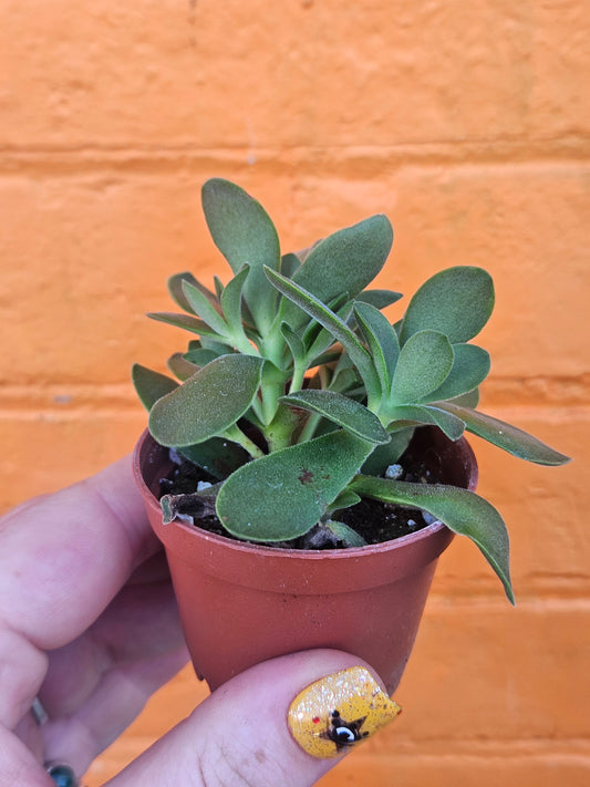 2.5" Crassula Swaziensis