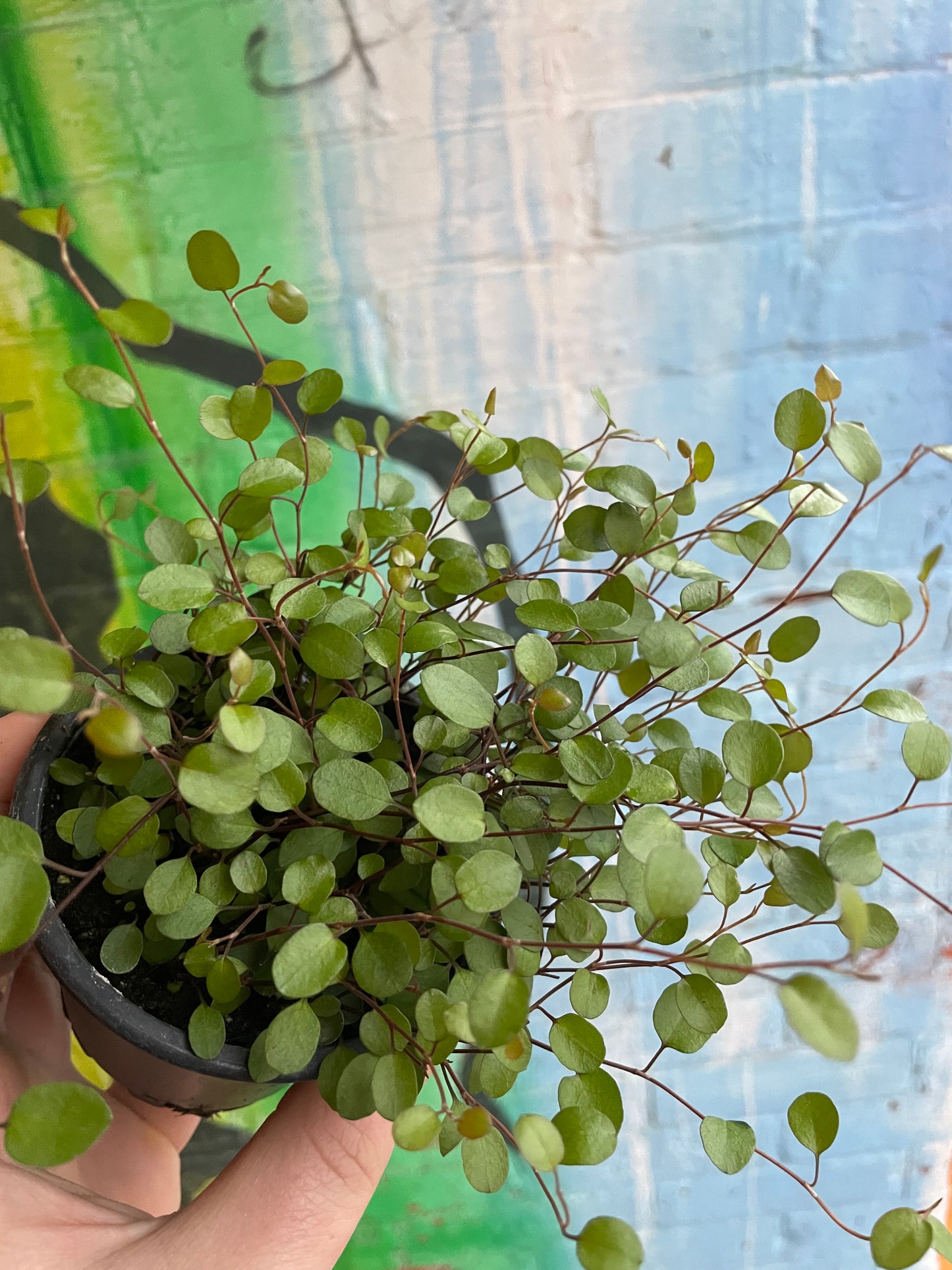 3.5" Wire Vine | Muehlenbeckia Axillaris